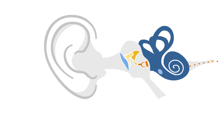Funcionamiento del oído