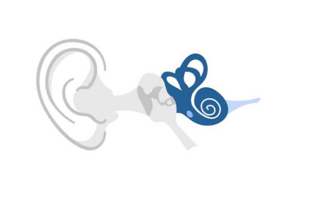 Anatomía del oído